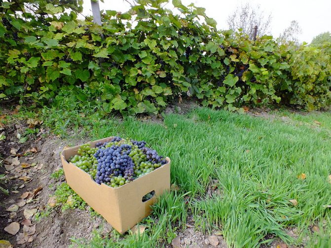 Correct planting of grapes is the key to a good harvest