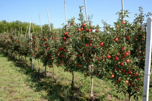 Korrekt plantering av äppelträdet. Hur väljer man ett äppelträd för plantering?