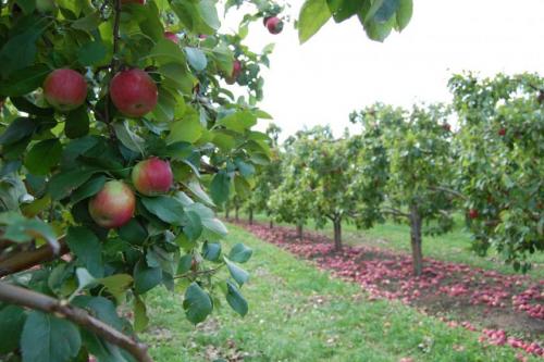 الزراعة الصحيحة لشجرة التفاح. كيف تختار شجرة تفاح للزراعة؟
