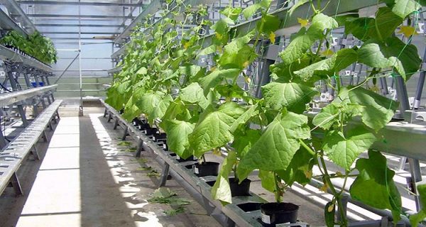 A proper greenhouse with cucumbers is not like a rainforest.
