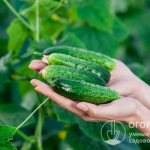 A correctly selected variety pleases with a bountiful harvest and an appetizing appearance of each cucumber