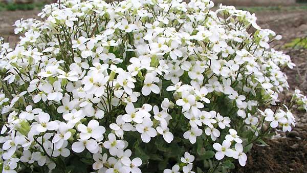 Properly grown and blooming Arabis