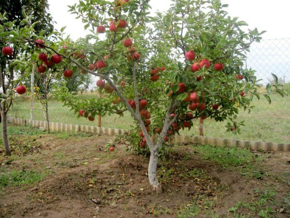 Correct formation of the crown of dwarf apple trees
