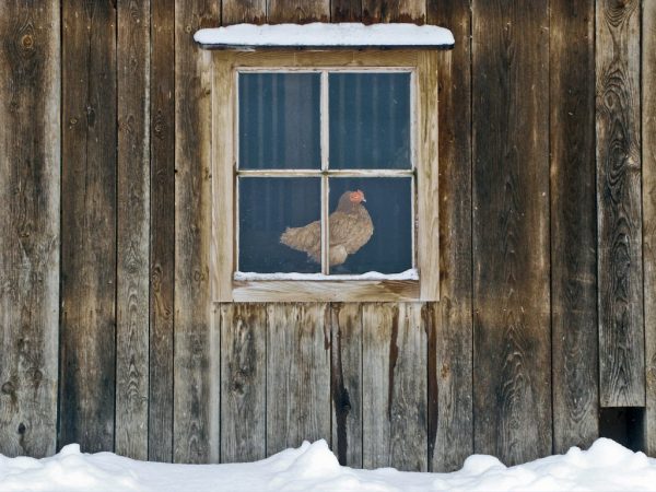 Korrekt och kompetent förvaring av kycklingar under vintersäsongen garanterar bevarandet av äggproduktionen i lager och den allmänna komforten i deras liv vid låga temperaturer
