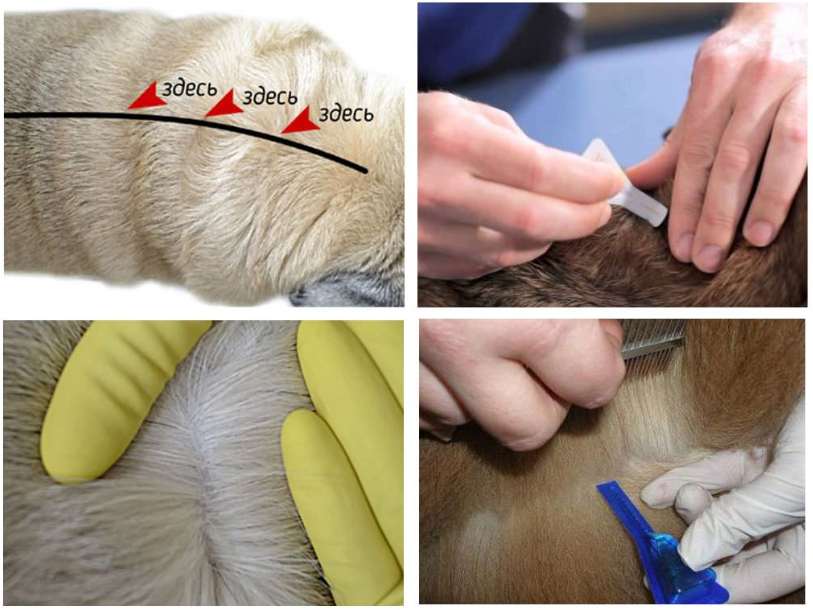 Korrekt applicering av lopp- och fästdroppar i hundens mank