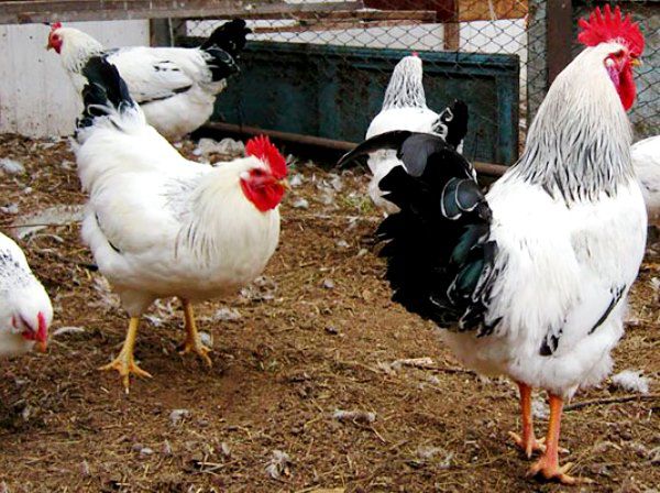 Korrekt näring är nyckeln till god kycklingproduktivitet