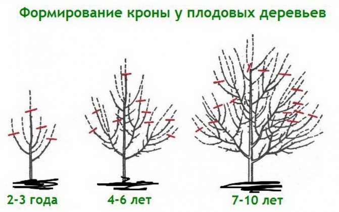 Správné techniky prořezávání ovocných stromů: technologie prořezávání a řezání