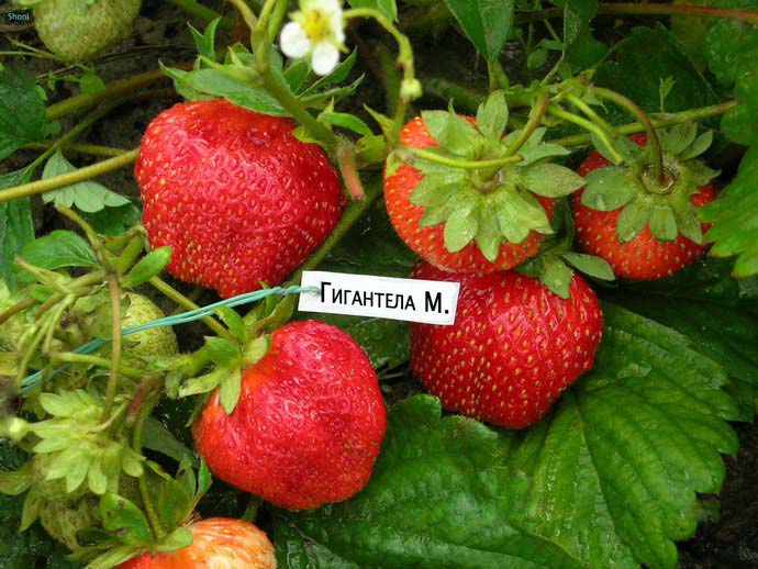 Правилната грижа за ягодите Gigantella ще осигури на цялото семейство богата реколта от ягоди