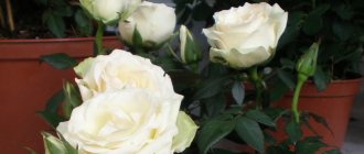 Правилната грижа за стайна роза у дома