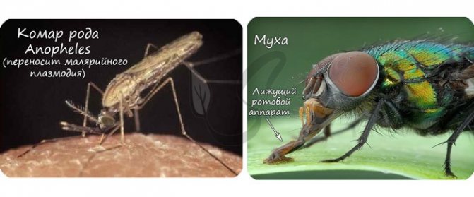 Представители на отряда са Diptera: комар и муха