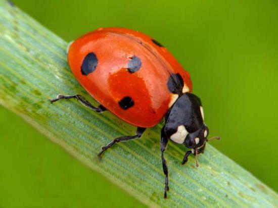 mga kinatawan ng beetles o coleoptera