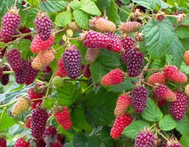 Benefits of the hybrid berry bush ezemalina - a hybrid of raspberries and blackberries