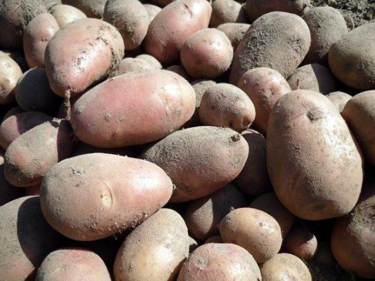 Предимствата на закупуването (прибирането) на голяма партида картофи за зимата