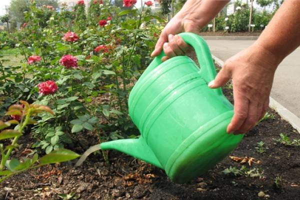 Stop watering roses in mid-August