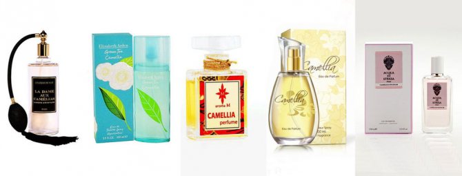 Красива камелия - цвете за парфюмерист без мирис, символ на Шанел и японски самурай, снимка # 15