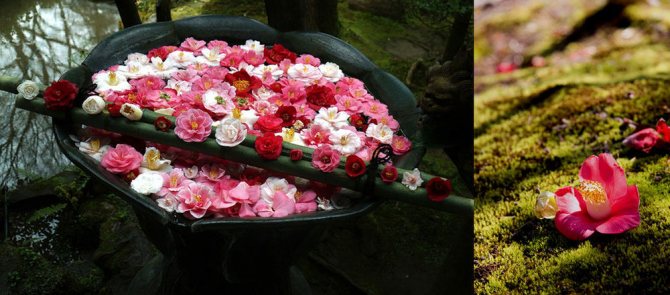 كاميليا جميلة - زهرة عديمة الرائحة لعطار ، رمز شانيل والساموراي الياباني ، الصورة رقم 2