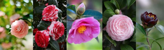 A beautiful camellia - an odorless flower for a perfumer, a symbol of Chanel and Japanese samurai, photo # 3