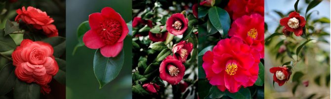 A beautiful camellia - an odorless flower for a perfumer, a symbol of Chanel and Japanese samurai, photo # 6