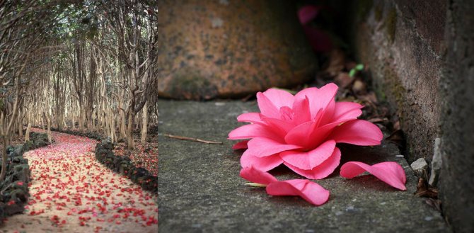 كاميليا جميلة - زهرة عديمة الرائحة لعطار ، رمز شانيل والساموراي الياباني ، الصورة رقم 7