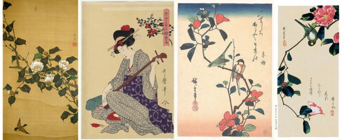 Красива камелия - цвете без аромат за парфюмерист, символ на Шанел и японски самурай, снимка # 8