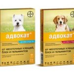Insektenschutzmittel für Hunde Advocate