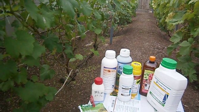 Preparations for the treatment of grapes from diseases and pests