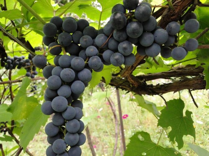 Preparations for the treatment of grapes from diseases and pests