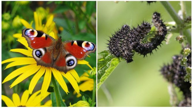 Caterpillar-transformation till en fjäril: transformationsstadium