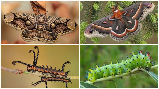 Caterpillar transformation into a butterfly: transformation stage