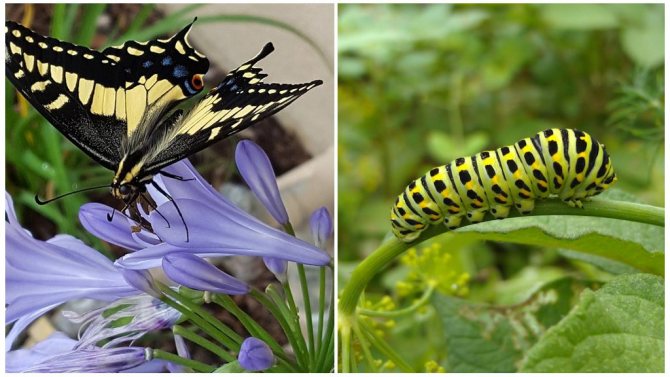 Caterpillar transformation till en fjäril: transformation stadium