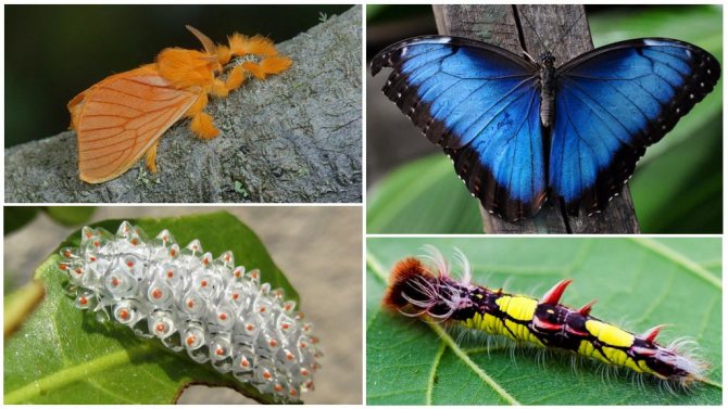 Caterpillar transformation into a butterfly: transformation stage