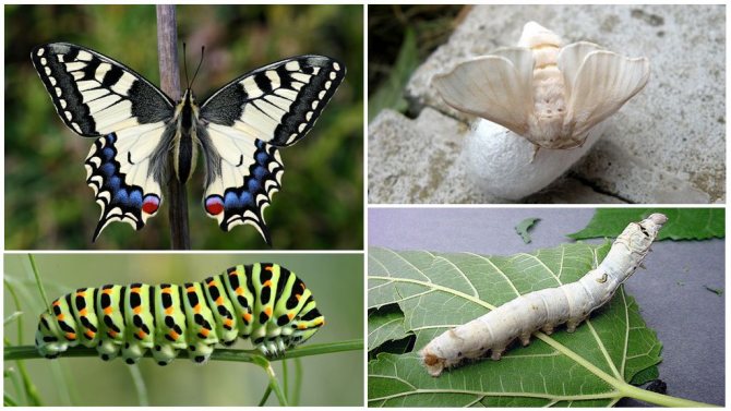 Transformarea Caterpillar într-un fluture: etapa de transformare