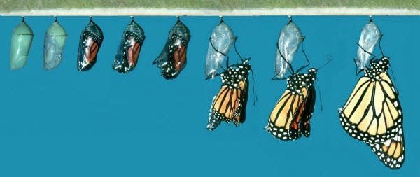 Pagbabagong-anyo ng uod sa isang butterfly: yugto ng pagbabago