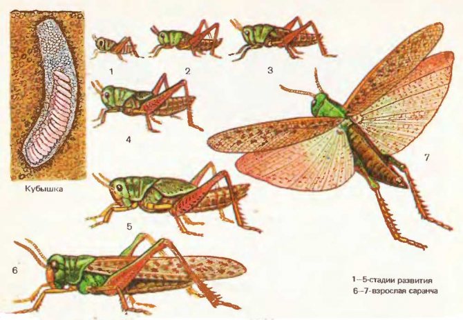 Transforming locusts from eggs