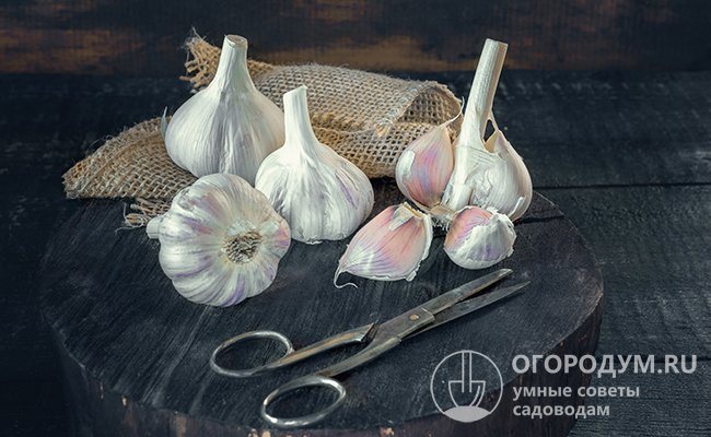 Trim the roots and stems before storing the garlic. This will reduce the risk of rotting and sprouting, which will save vegetables until spring.