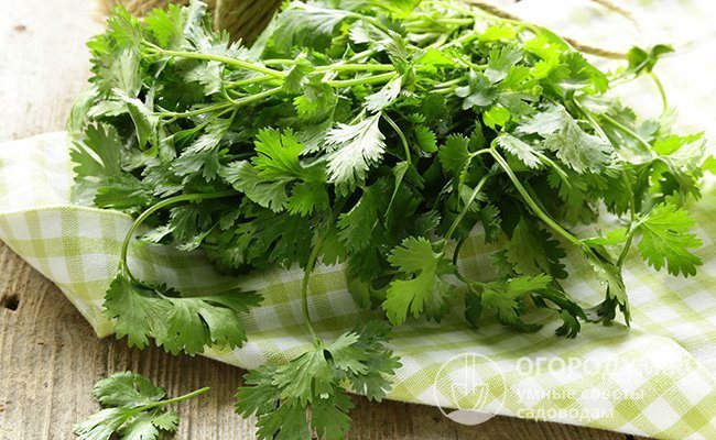 Before freezing the coriander, rinse it well and dry it on a paper or cotton towel.