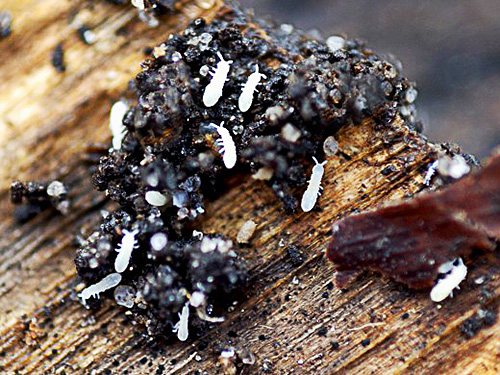 With a large number of springtails in a pot of soil, they can severely damage the roots of plants.