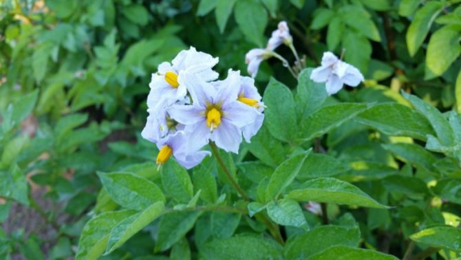 When blooming, potatoes should not be huddled