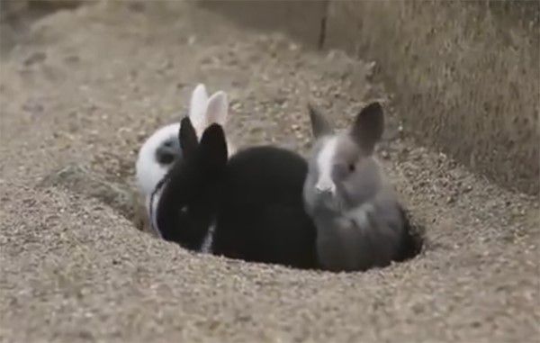 Здравите зайци се размножават добре с добри грижи