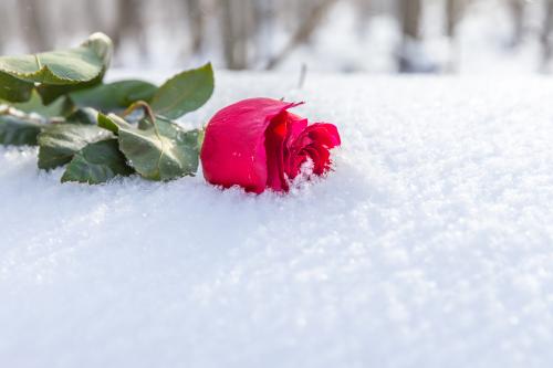 At what temperature do cut roses freeze. What kind of frost can roses withstand?