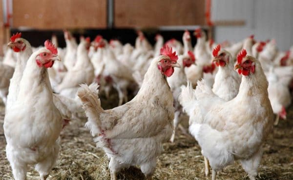 Med koccidios hos kycklingar observeras diarré med en blandning av blod