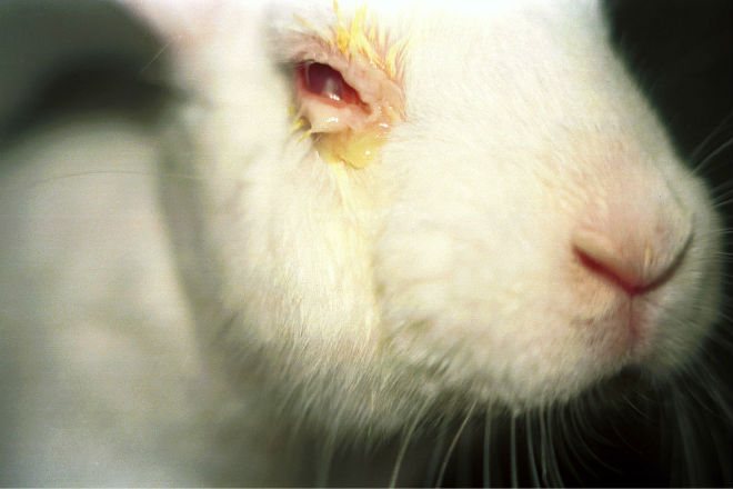 مع التهاب الملتحمة في الأرانب ، يزداد التمزق