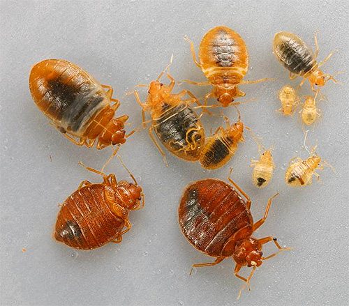 Kung maraming mga bedbugs sa bahay, ito ay nagkakahalaga ng paggamit ng mga insecticidal concentrates.