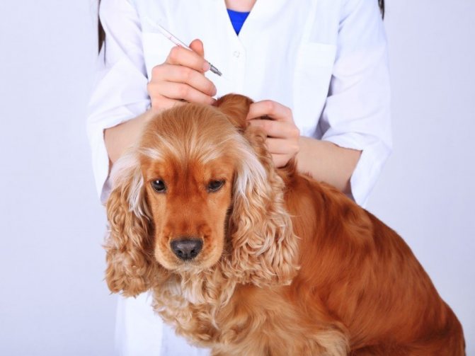 Ако домашният любимец има противопоказания, понякога лечението се извършва от ветеринарен лекар в клиниката