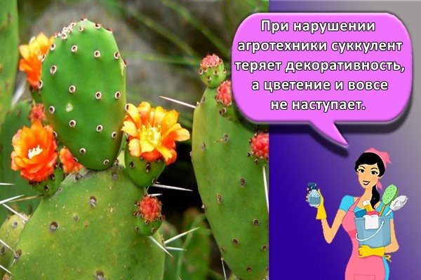 If agricultural technology is violated, the succulent loses its decorative effect, and flowering does not occur at all.