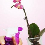 If it is impossible to use the considered method, it is allowed to increase the moisture content of the affected plants by another method. It involves spraying the orchid daily with warm, settled water using a spray bottle.