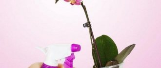 Ако е невъзможно да се използва разглежданият метод, е позволено да се увеличи съдържанието на влага в засегнатите растения по друг метод. Тя включва ежедневно пръскане на орхидеята с топла, утаена вода с помощта на спрей.