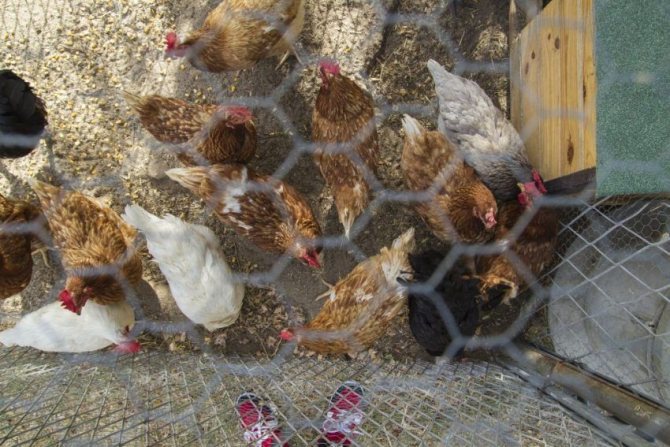 При подреждането на птицеферма е необходимо да се осигури място за разходка на пилета.