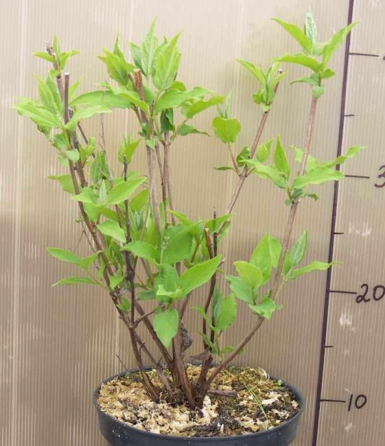 When buying container seedlings, it is difficult to assess the condition of the root system.