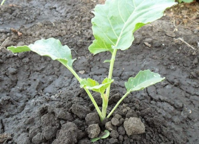 Vid plantering är det viktigt att se till att det första bladet förblir ovanför markytan.